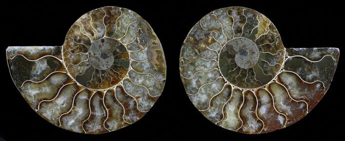 Polished Ammonite Pair - Agatized #59450